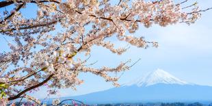 Sakura Blossom, Japan-Bogomyako-Laminated Photographic Print