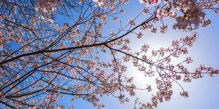 Sakura Blossom, Japan-Bogomyako-Mounted Photographic Print