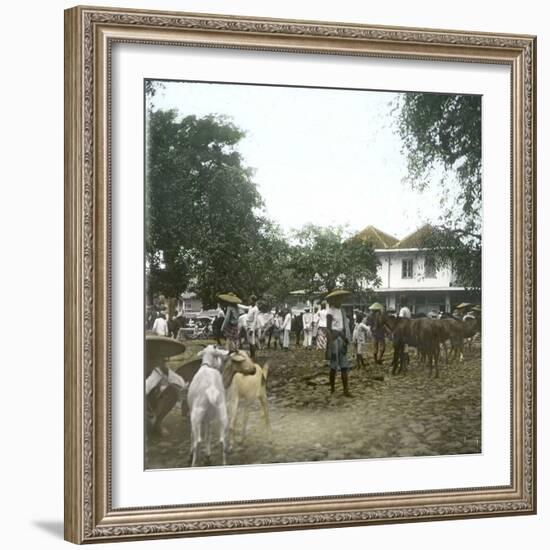 Bogor (Island of Java, Indonesia), the Horse Market, around 1900-Leon, Levy et Fils-Framed Photographic Print