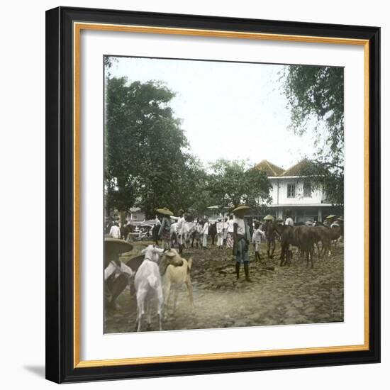 Bogor (Island of Java, Indonesia), the Horse Market, around 1900-Leon, Levy et Fils-Framed Photographic Print