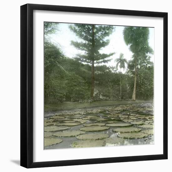 Bogor (Island of Java, Indonesia), the Victoria Regia Botanical Garden, around 1900-Leon, Levy et Fils-Framed Photographic Print