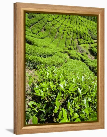 Boh Tea Plantation, Cameron Highlands, Malaysia, Southeast Asia, Asia-Matthew Williams-Ellis-Framed Premier Image Canvas