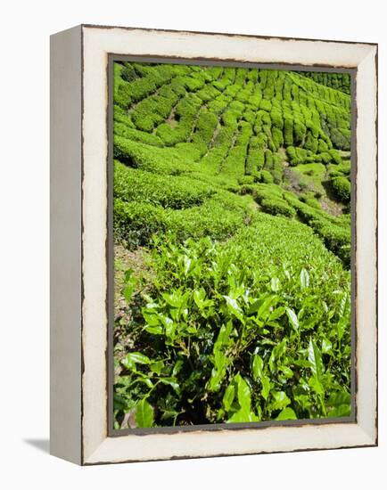 Boh Tea Plantation, Cameron Highlands, Malaysia, Southeast Asia, Asia-Matthew Williams-Ellis-Framed Premier Image Canvas