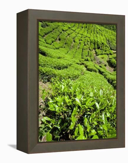 Boh Tea Plantation, Cameron Highlands, Malaysia, Southeast Asia, Asia-Matthew Williams-Ellis-Framed Premier Image Canvas