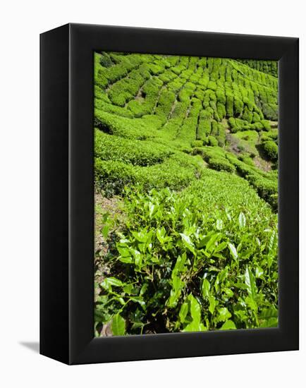 Boh Tea Plantation, Cameron Highlands, Malaysia, Southeast Asia, Asia-Matthew Williams-Ellis-Framed Premier Image Canvas