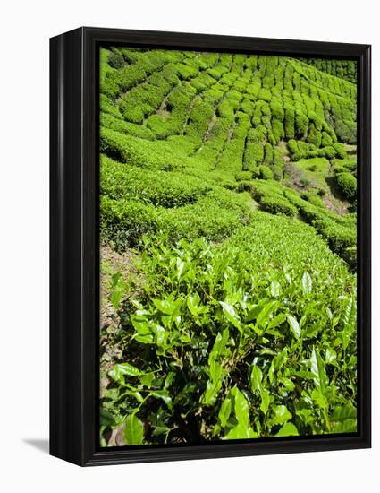 Boh Tea Plantation, Cameron Highlands, Malaysia, Southeast Asia, Asia-Matthew Williams-Ellis-Framed Premier Image Canvas