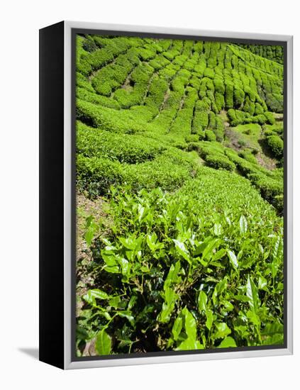 Boh Tea Plantation, Cameron Highlands, Malaysia, Southeast Asia, Asia-Matthew Williams-Ellis-Framed Premier Image Canvas