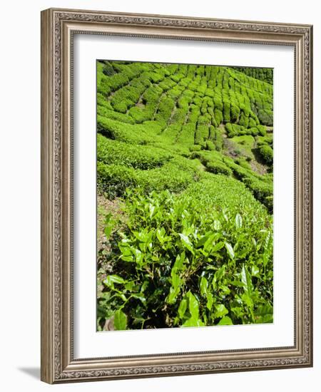 Boh Tea Plantation, Cameron Highlands, Malaysia, Southeast Asia, Asia-Matthew Williams-Ellis-Framed Photographic Print