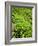 Boh Tea Plantation, Cameron Highlands, Malaysia, Southeast Asia, Asia-Matthew Williams-Ellis-Framed Photographic Print