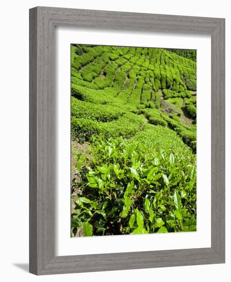 Boh Tea Plantation, Cameron Highlands, Malaysia, Southeast Asia, Asia-Matthew Williams-Ellis-Framed Photographic Print