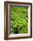 Boh Tea Plantation, Cameron Highlands, Malaysia, Southeast Asia, Asia-Matthew Williams-Ellis-Framed Photographic Print