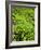 Boh Tea Plantation, Cameron Highlands, Malaysia, Southeast Asia, Asia-Matthew Williams-Ellis-Framed Photographic Print