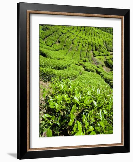 Boh Tea Plantation, Cameron Highlands, Malaysia, Southeast Asia, Asia-Matthew Williams-Ellis-Framed Photographic Print