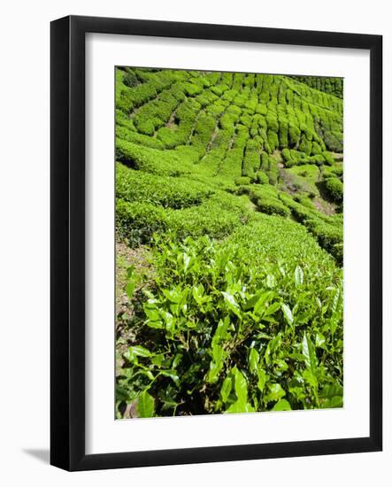 Boh Tea Plantation, Cameron Highlands, Malaysia, Southeast Asia, Asia-Matthew Williams-Ellis-Framed Photographic Print