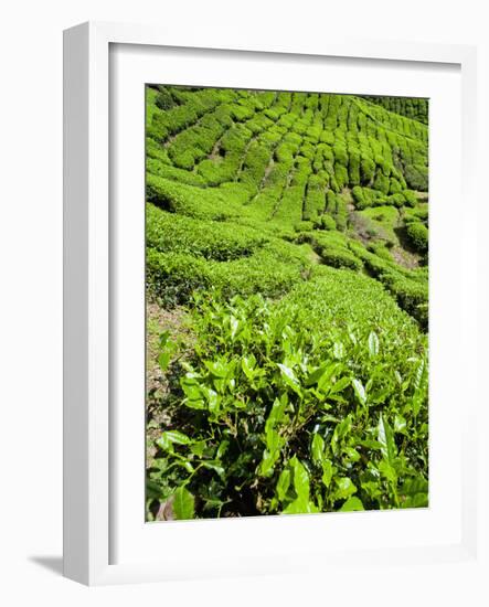 Boh Tea Plantation, Cameron Highlands, Malaysia, Southeast Asia, Asia-Matthew Williams-Ellis-Framed Photographic Print