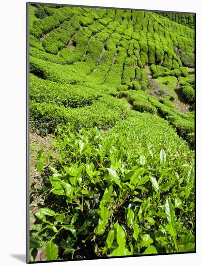 Boh Tea Plantation, Cameron Highlands, Malaysia, Southeast Asia, Asia-Matthew Williams-Ellis-Mounted Photographic Print
