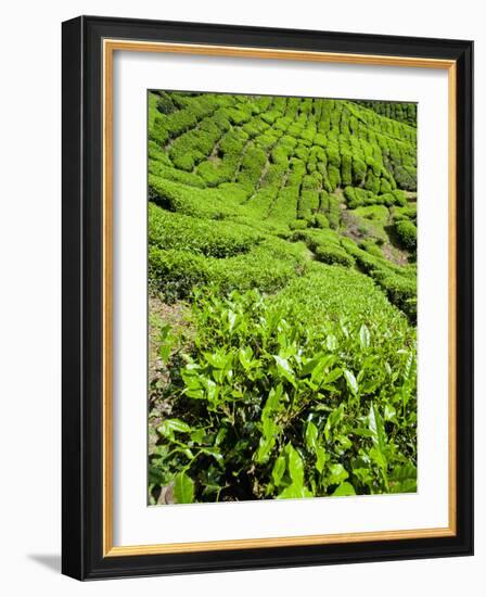 Boh Tea Plantation, Cameron Highlands, Malaysia, Southeast Asia, Asia-Matthew Williams-Ellis-Framed Photographic Print