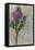 Bohemian Botanical II-Naomi McCavitt-Framed Stretched Canvas