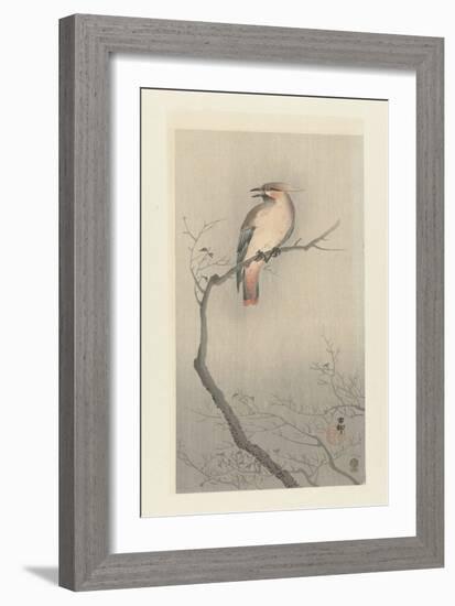 Bohemian Waxwing on a Branch, 1900-10 (Colour Woodcut)-Ohara Koson-Framed Giclee Print