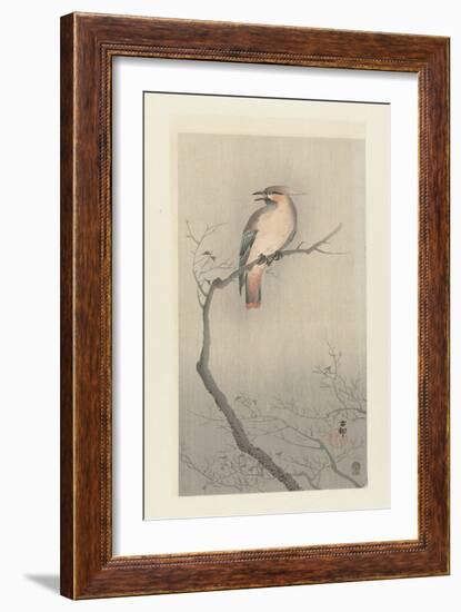 Bohemian Waxwing on a Branch, 1900-10 (Colour Woodcut)-Ohara Koson-Framed Giclee Print