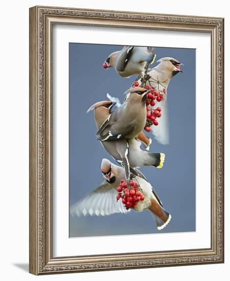 Bohemian Waxwings (Bombycilla Garrulus) Feeding On Berries, Uto Finland October-Markus Varesvuo-Framed Photographic Print