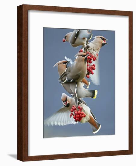 Bohemian Waxwings (Bombycilla Garrulus) Feeding On Berries, Uto Finland October-Markus Varesvuo-Framed Photographic Print