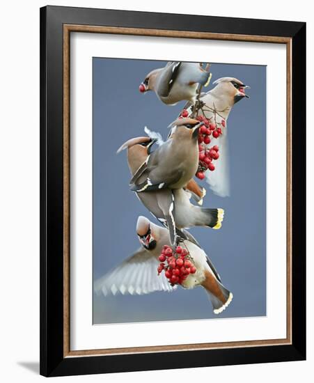 Bohemian Waxwings (Bombycilla Garrulus) Feeding On Berries, Uto Finland October-Markus Varesvuo-Framed Photographic Print