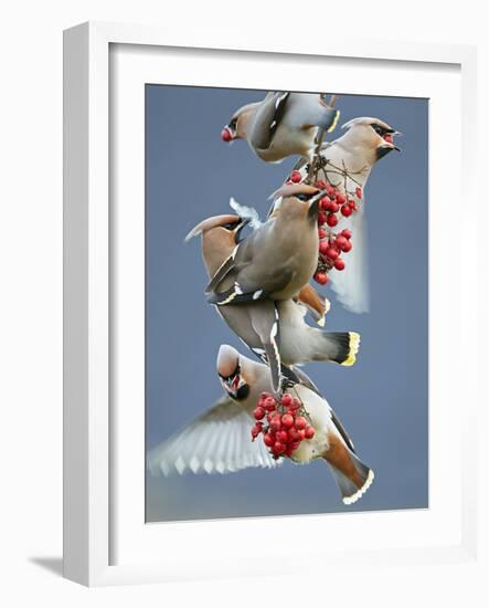 Bohemian Waxwings (Bombycilla Garrulus) Feeding On Berries, Uto Finland October-Markus Varesvuo-Framed Photographic Print