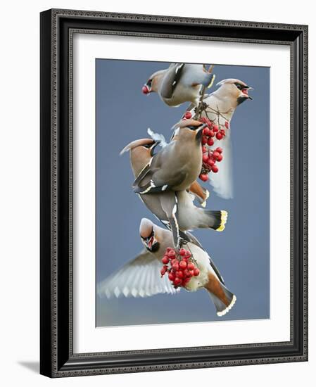 Bohemian Waxwings (Bombycilla Garrulus) Feeding On Berries, Uto Finland October-Markus Varesvuo-Framed Photographic Print