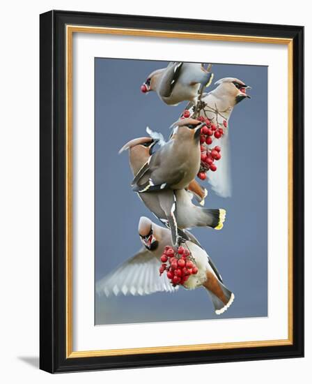 Bohemian Waxwings (Bombycilla Garrulus) Feeding On Berries, Uto Finland October-Markus Varesvuo-Framed Photographic Print