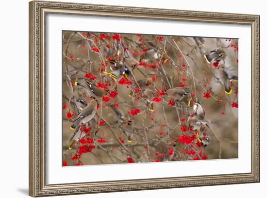 Bohemian Waxwings Feeding on Mountain Ash Berries, Montana, USA-Chuck Haney-Framed Photographic Print