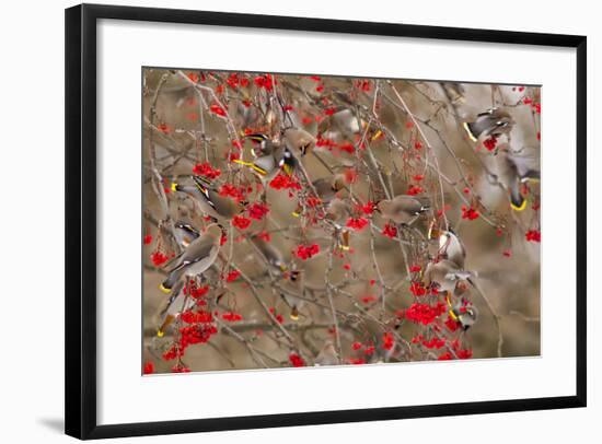 Bohemian Waxwings Feeding on Mountain Ash Berries, Montana, USA-Chuck Haney-Framed Photographic Print