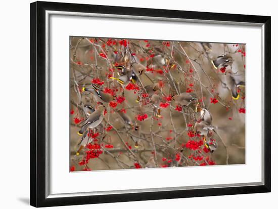 Bohemian Waxwings Feeding on Mountain Ash Berries, Montana, USA-Chuck Haney-Framed Photographic Print