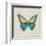 Bohemian Wings Butterfly VIA-Daphne Brissonnet-Framed Art Print