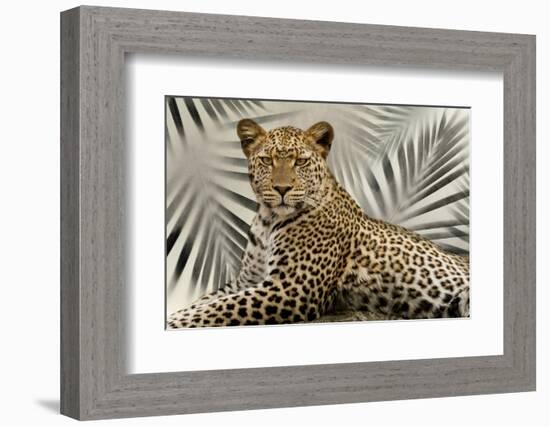 Boho Cheetah-Danita Delimont-Framed Photo