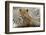 Boho Cheetah-Danita Delimont-Framed Photo