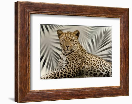 Boho Cheetah-Danita Delimont-Framed Photo