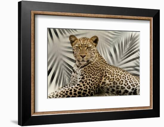 Boho Cheetah-Danita Delimont-Framed Photo