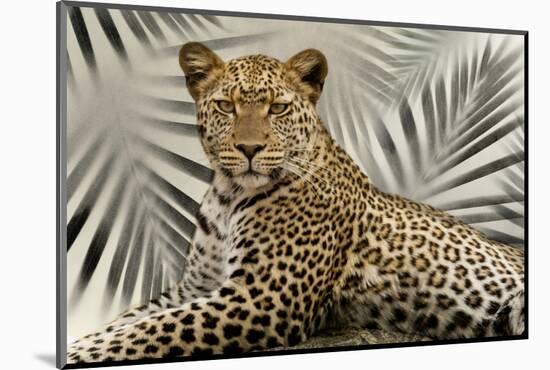 Boho Cheetah-Danita Delimont-Mounted Photo