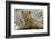 Boho Cheetah-Danita Delimont-Framed Photo