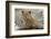 Boho Cheetah-Danita Delimont-Framed Photo