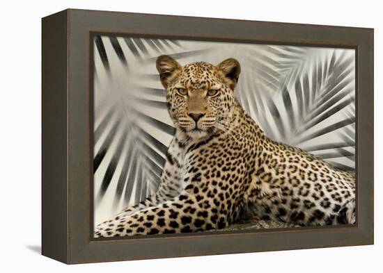 Boho Cheetah-Danita Delimont-Framed Stretched Canvas