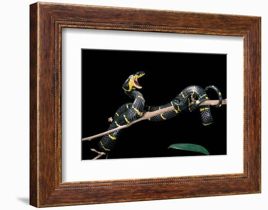 Boiga Dendrophila Melanota (Mangrove Snake)-Paul Starosta-Framed Photographic Print