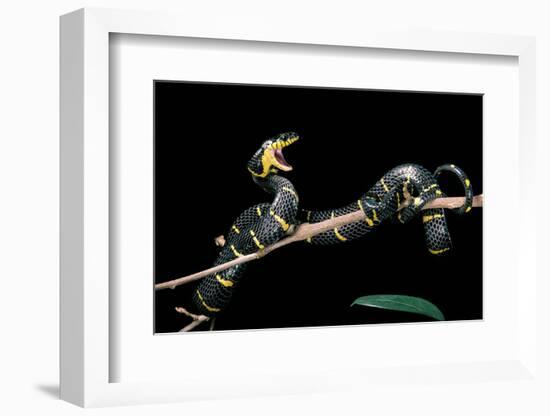 Boiga Dendrophila Melanota (Mangrove Snake)-Paul Starosta-Framed Photographic Print