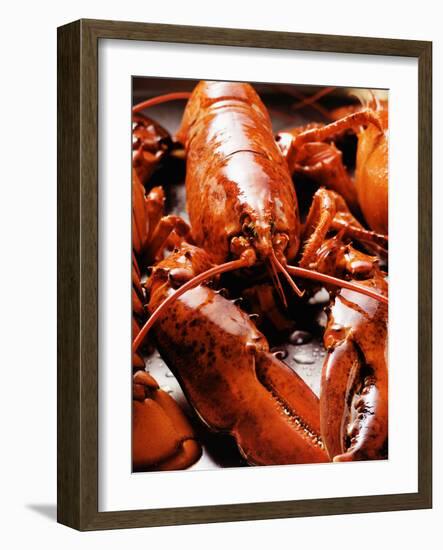 Boiled Lobsters-null-Framed Photographic Print