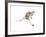 Boing, (Red Kangaroo), 2012-Mark Adlington-Framed Giclee Print