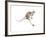 Boing, (Red Kangaroo), 2012-Mark Adlington-Framed Giclee Print