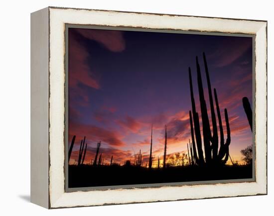 Bojum Tree and Cardon Cactus, Catavina Desert National Reserve, Baja del Norte, Mexico-Gavriel Jecan-Framed Premier Image Canvas