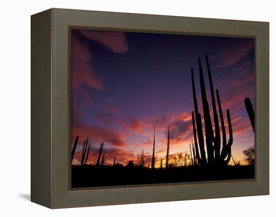 Bojum Tree and Cardon Cactus, Catavina Desert National Reserve, Baja del Norte, Mexico-Gavriel Jecan-Framed Premier Image Canvas