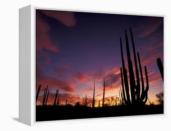 Bojum Tree and Cardon Cactus, Catavina Desert National Reserve, Baja del Norte, Mexico-Gavriel Jecan-Framed Premier Image Canvas